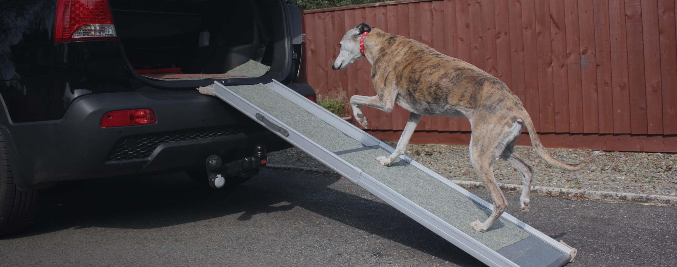 Dog walking up ramp into vehicle.